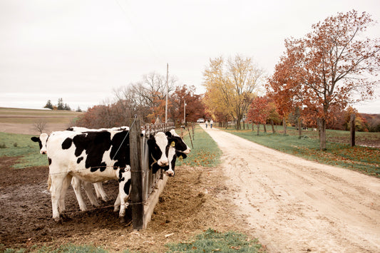Welcome to Colostrum 101