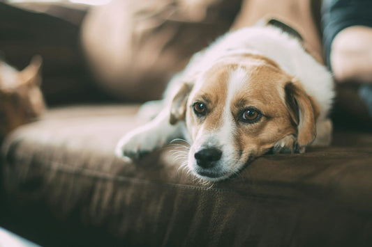 The Top 4 Benefits of Colostrum for Dogs
