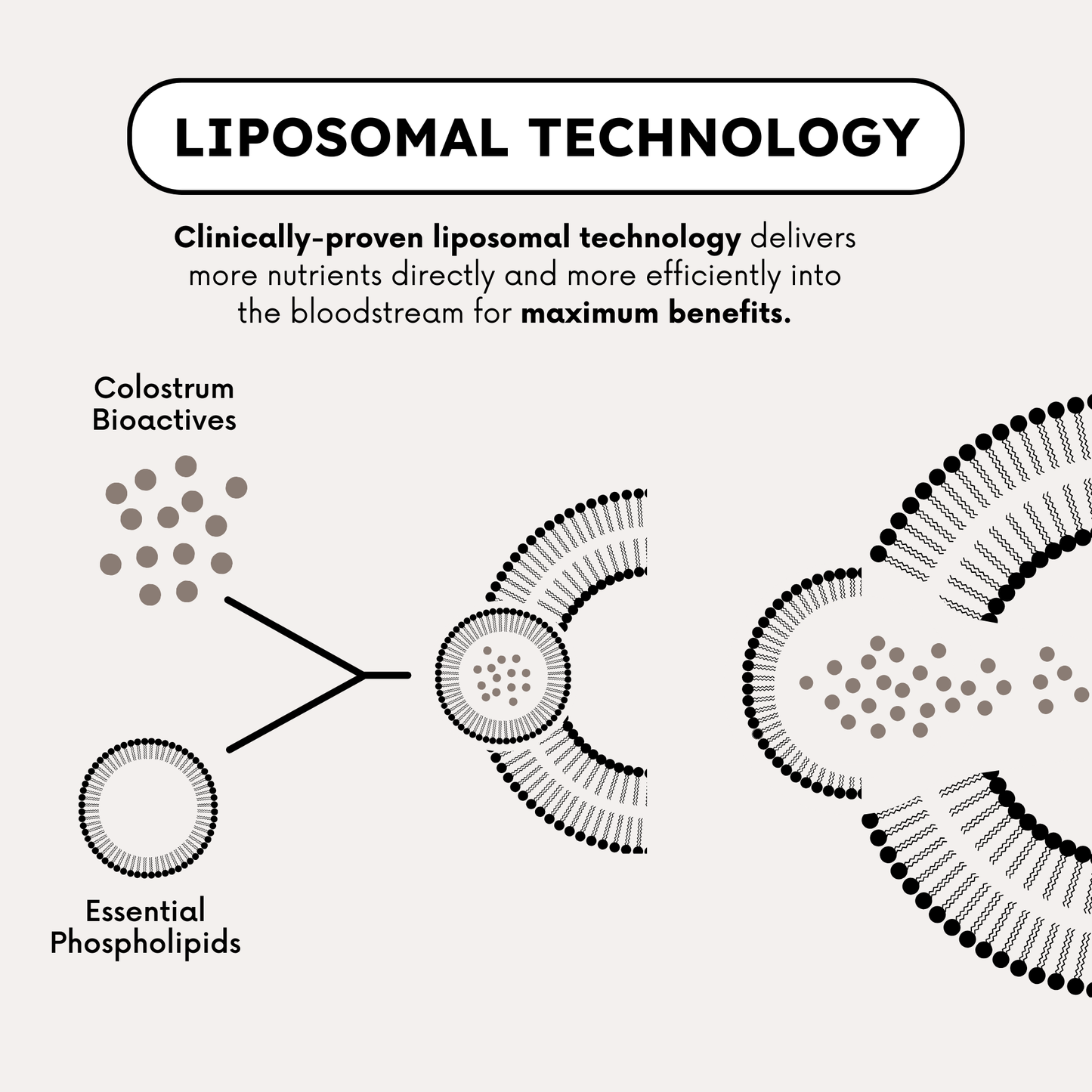 Latin-Inspired Flavors Variety 30 Stick Packs